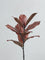 Westside Home Brown Magnolia Artificial Leaf