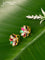Bugadi earrings floral design with jadau kundan stones