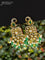 Choker peacock design with emerald & cz stones and beads hangings in victorian finish