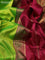 10 Yards silk saree fluorescent green and dark magenta pink with plain body and zari woven border
